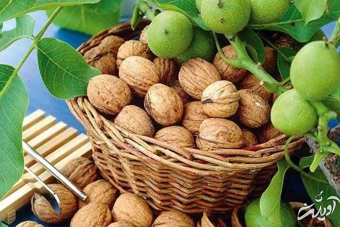گردو از سوغات یاسوج